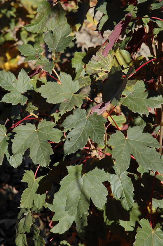 Acer pseudoplatanus Regal petticoat Dört renkli yalancı çınar yapraklı akçaağaç