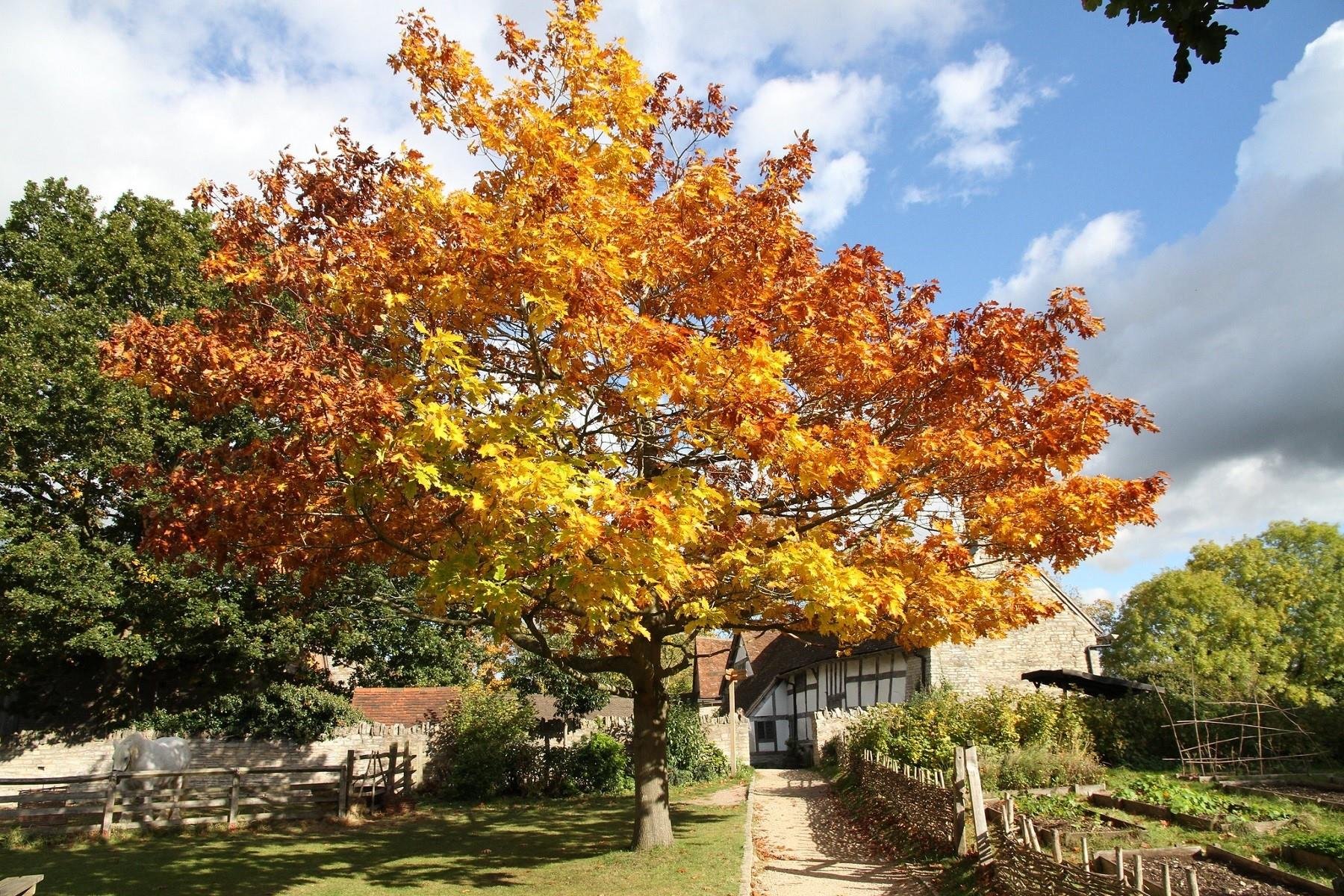 Acer pseudoplatanus Yalancı Çınar Yap. Akçaağaç fidanı