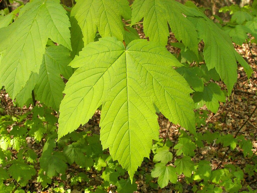 Acer pseudoplatanus Yalancı Çınar Yap. Akçaağaç fidanı