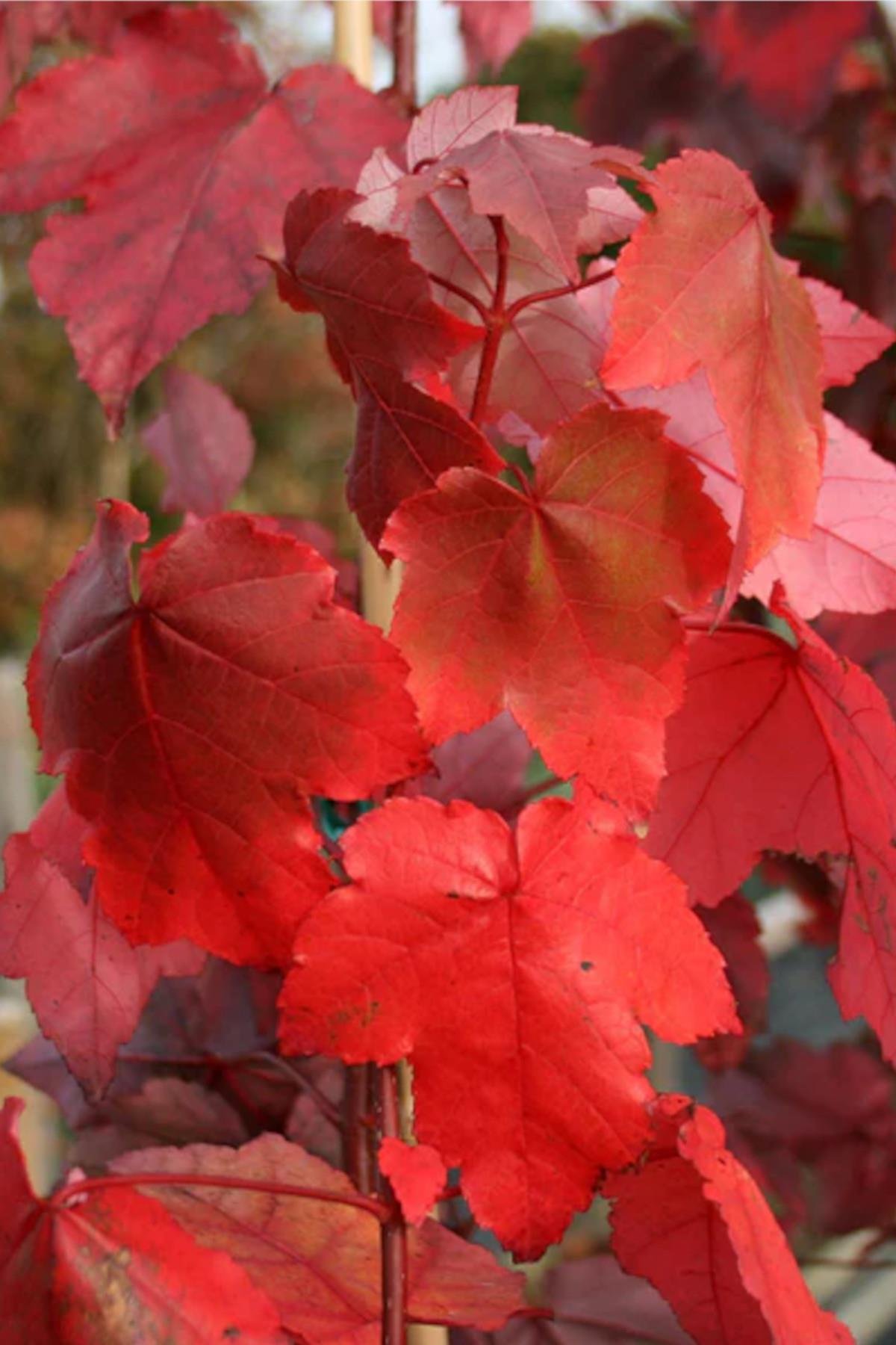 Acer rubrum Kırmızı Akçaağaç fidanı