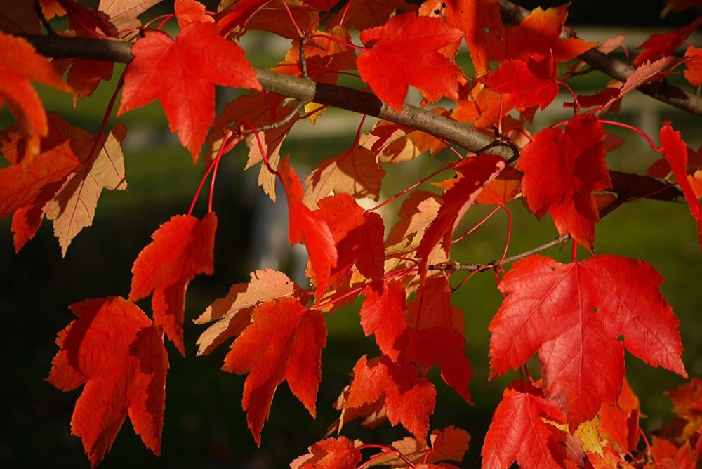 Acer rubrum Kırmızı Akçaağaç fidanı