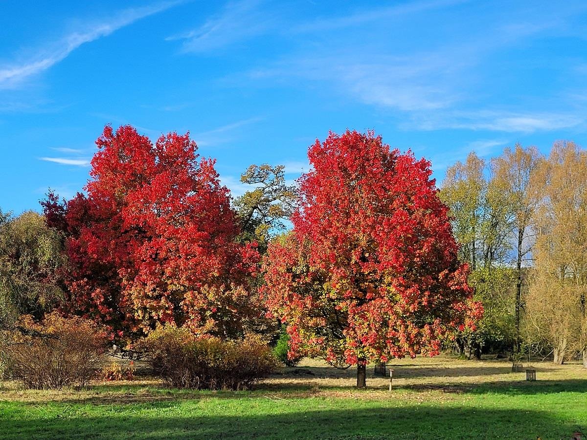 Acer rubrum Kırmızı Akçaağaç fidanı
