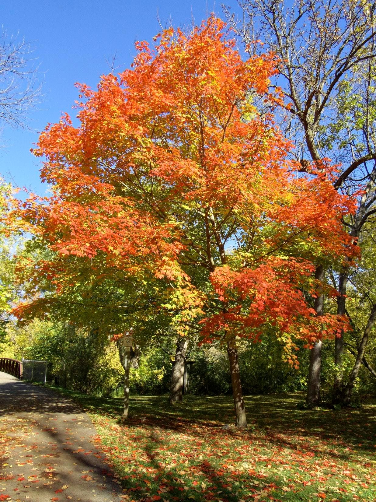Acer saccharum Şeker Akçaağaç fidanı