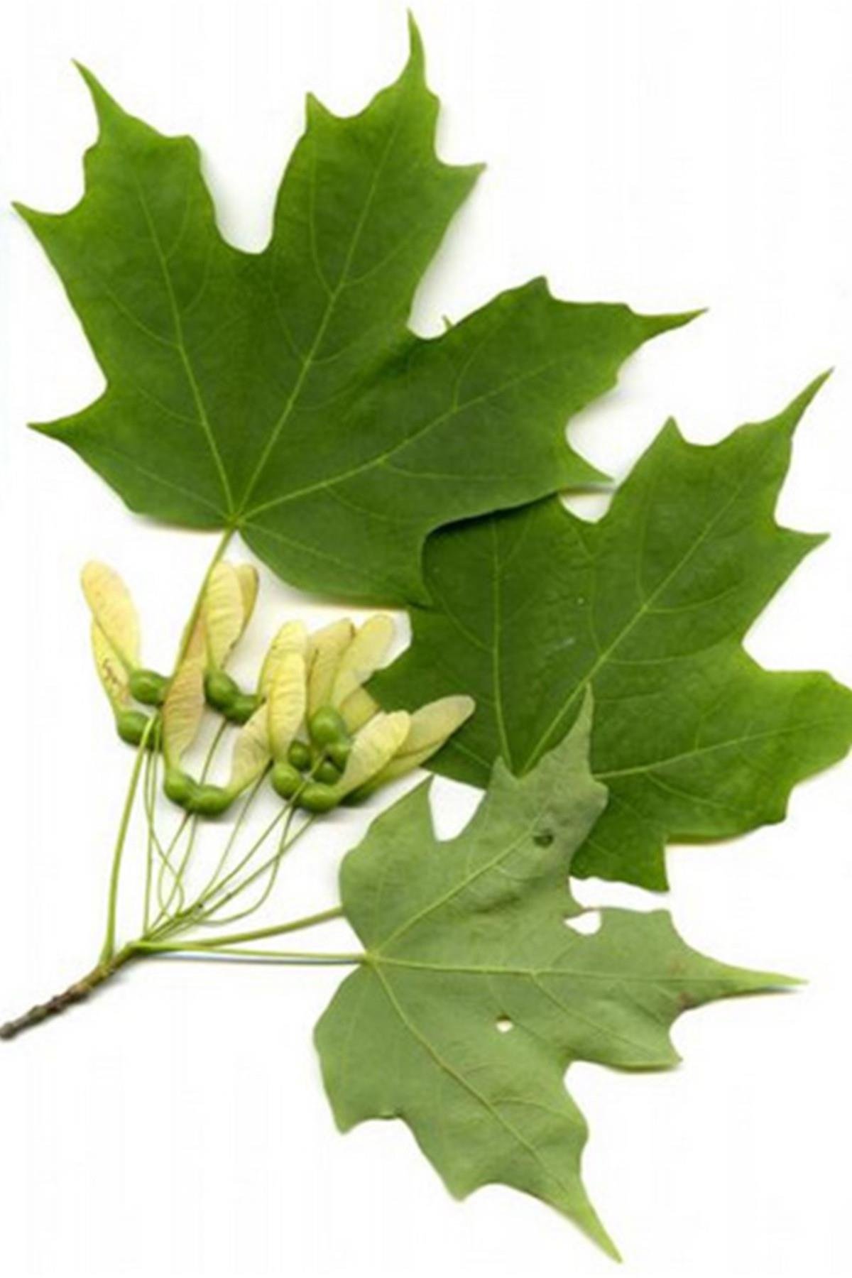 Acer saccharum Şeker Akçaağaç fidanı