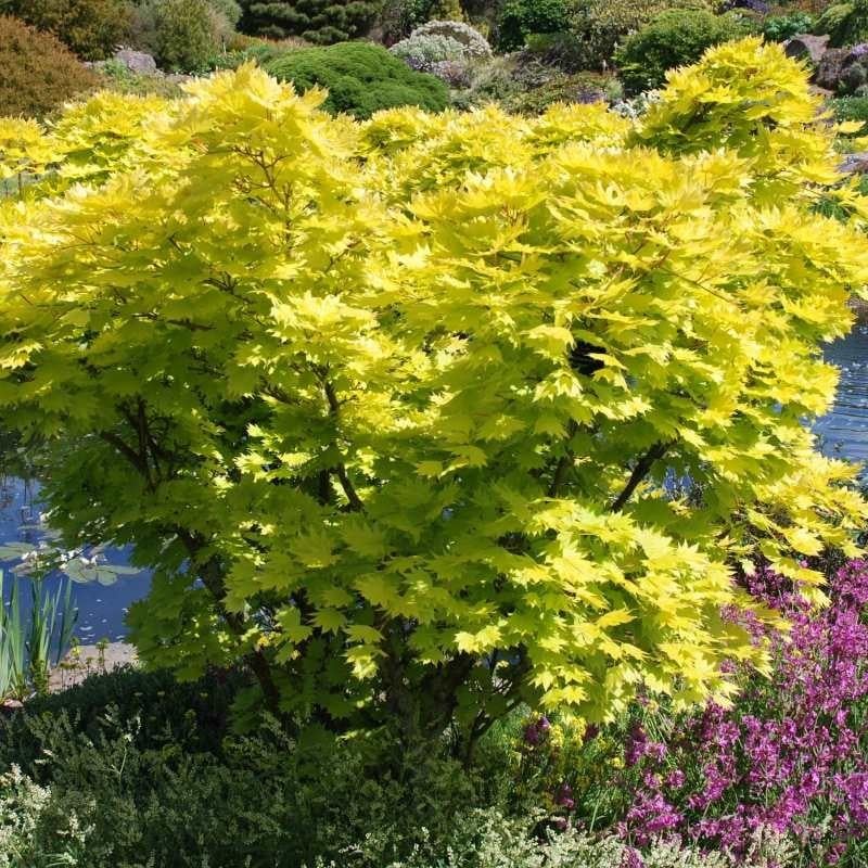 acer shirasawanum aureum Japon Akçaağaç fidanı