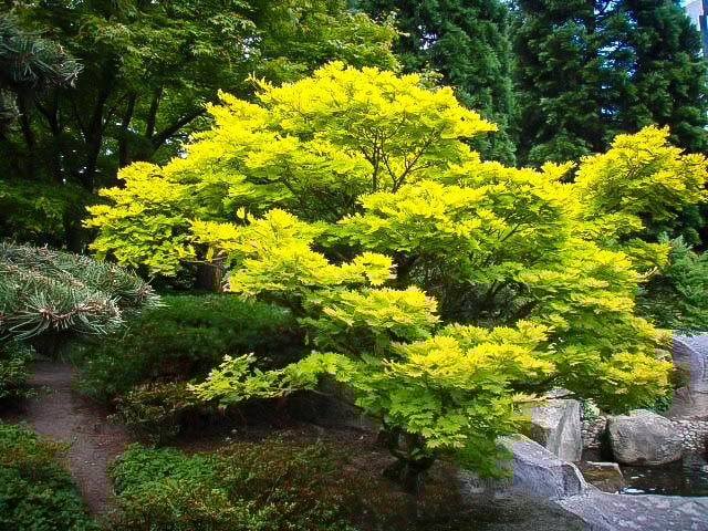 acer shirasawanum aureum Japon Akçaağaç fidanı
