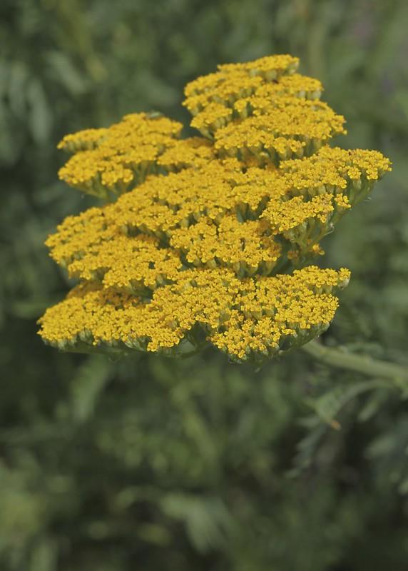 Achillea filipendulina Coronation gold Sarı Civan perçemi fidesi