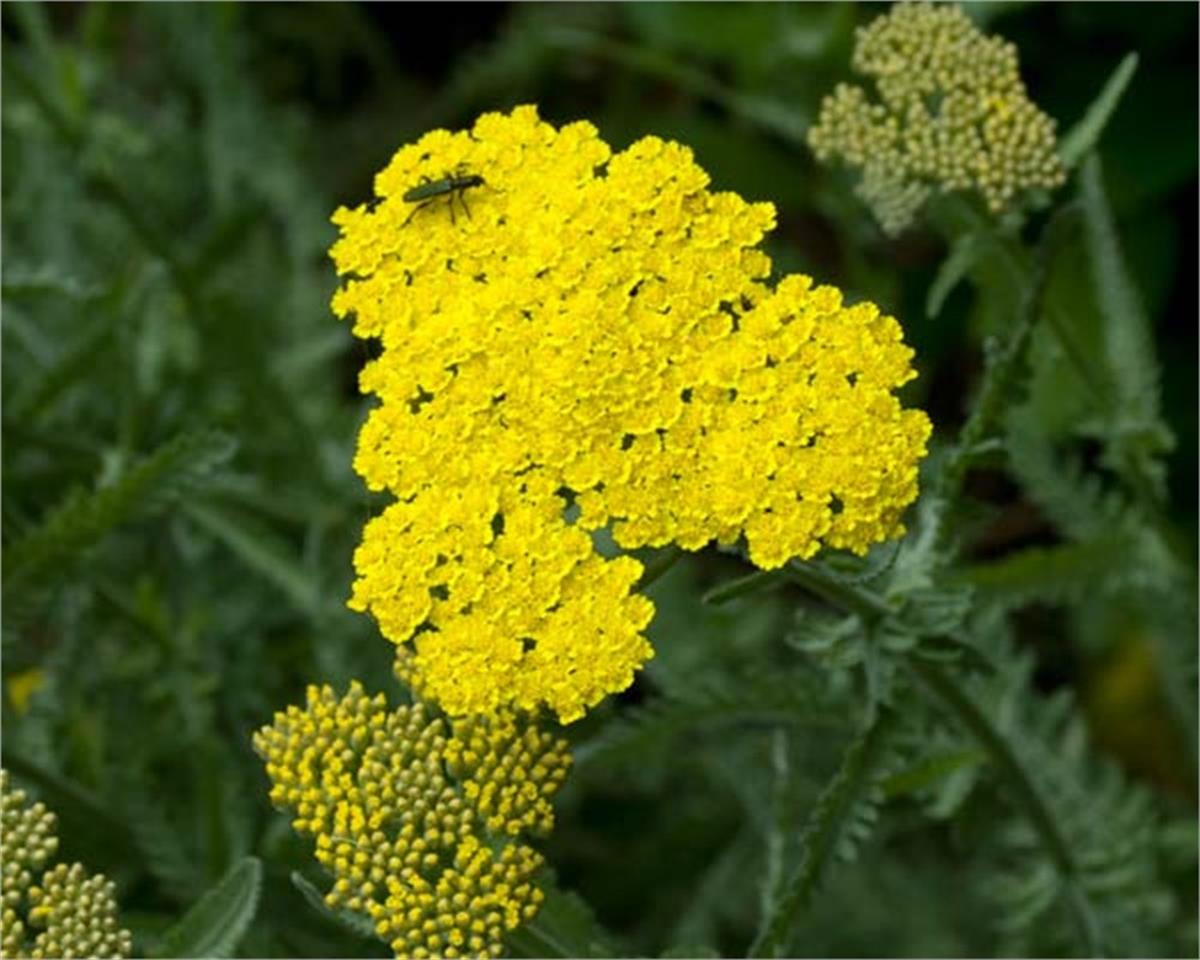Achillea filipendulina Coronation gold Sarı Civan perçemi fidesi