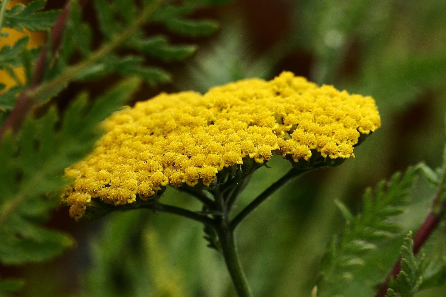 Achillea filipendulina Coronation gold Sarı Civan perçemi fidesi