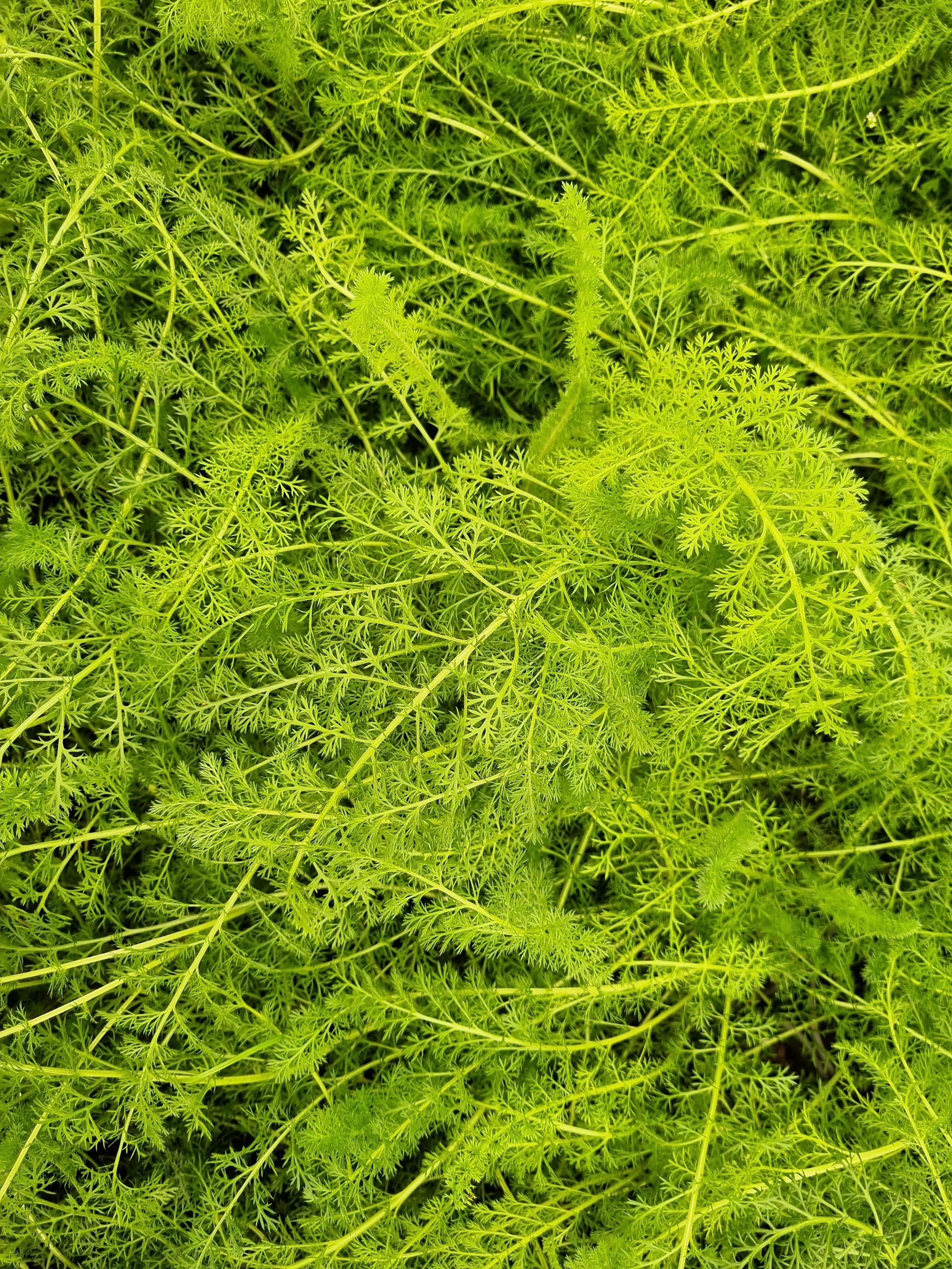 Achillea millefolium Tıbbi Civanperçemi fidesi