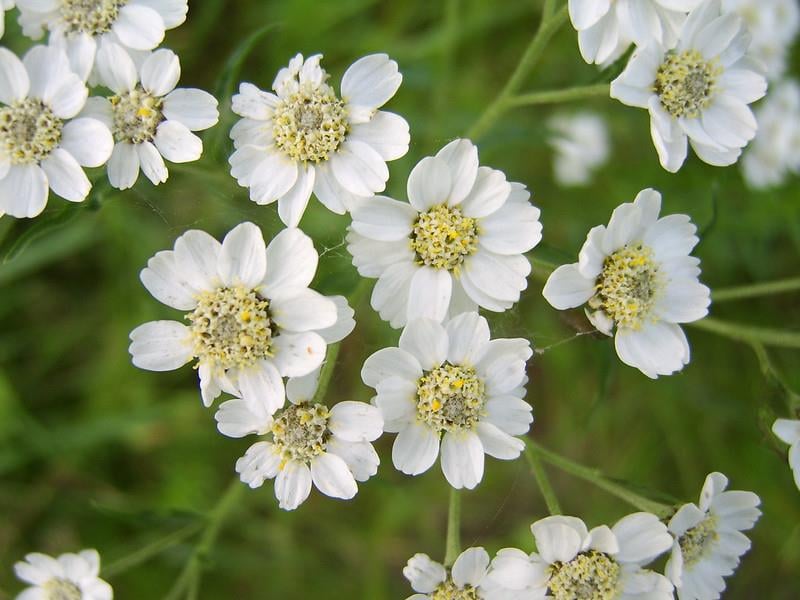 Achillea ptarmica-sternutatoire