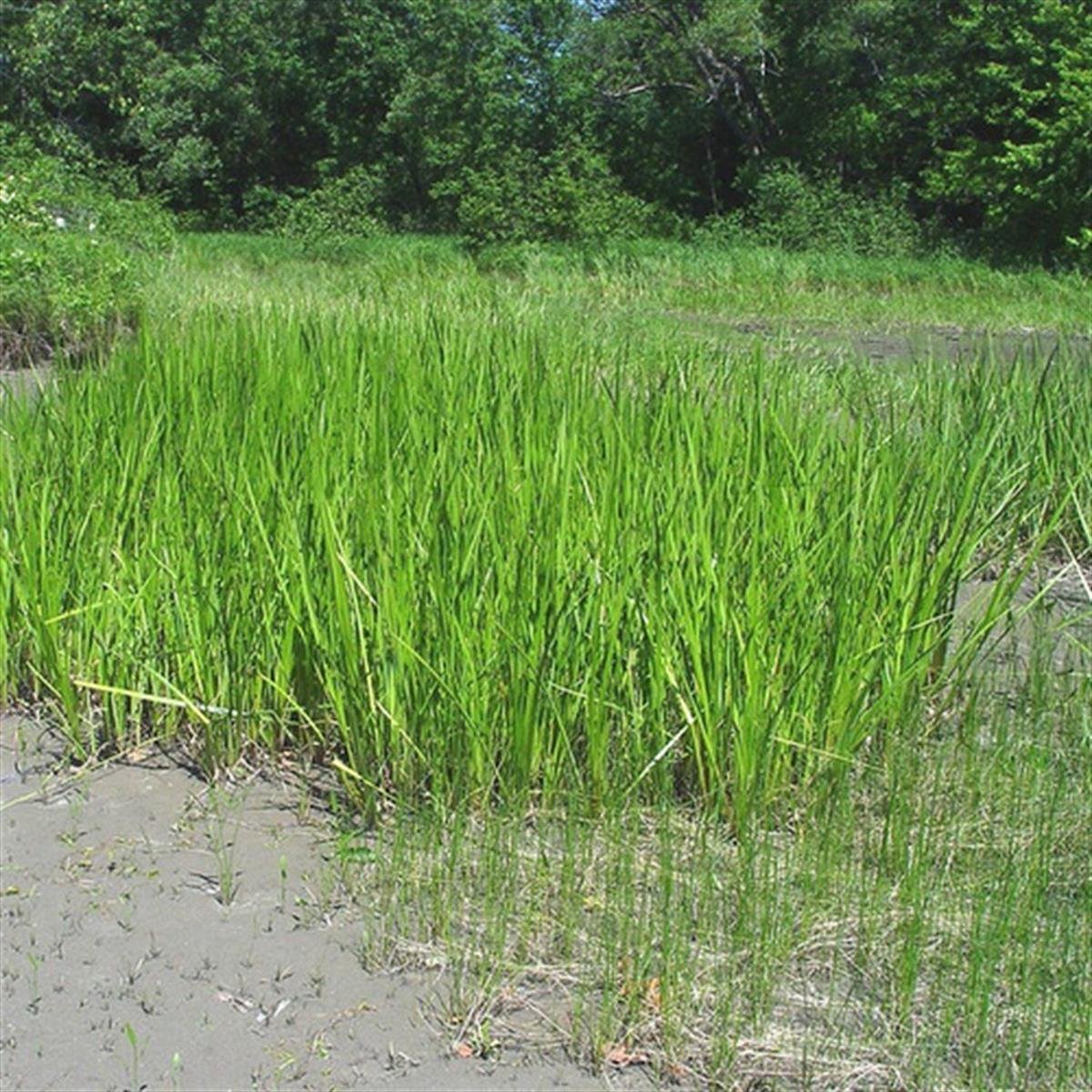 Acorus calamus Eğirotu fidesi