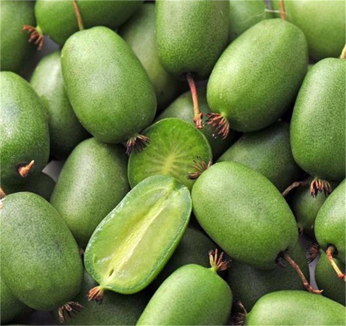 Actinidia arguta Vitikiwi Kiwi Self-fertile mini kivi fidanı