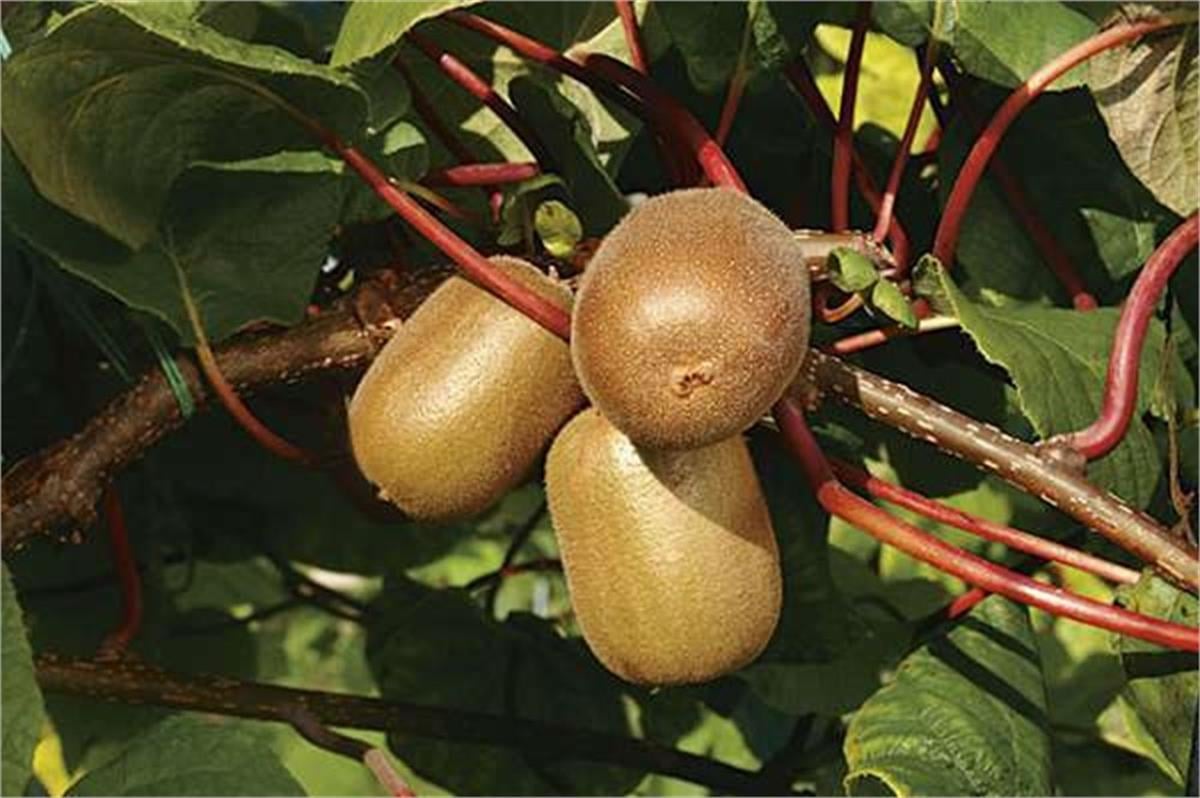 Actinidia chinensis Golden delight Kiwi altın kivi fidanı