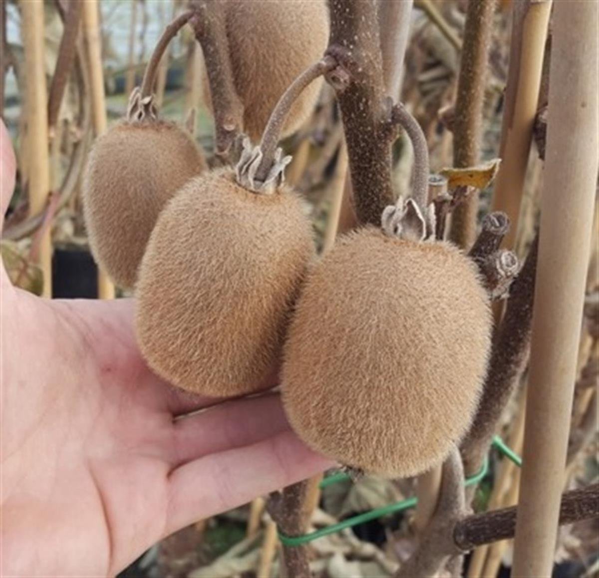 Actinidia deliciosa Solissimo selffertil kivi solo kiwi fidanı