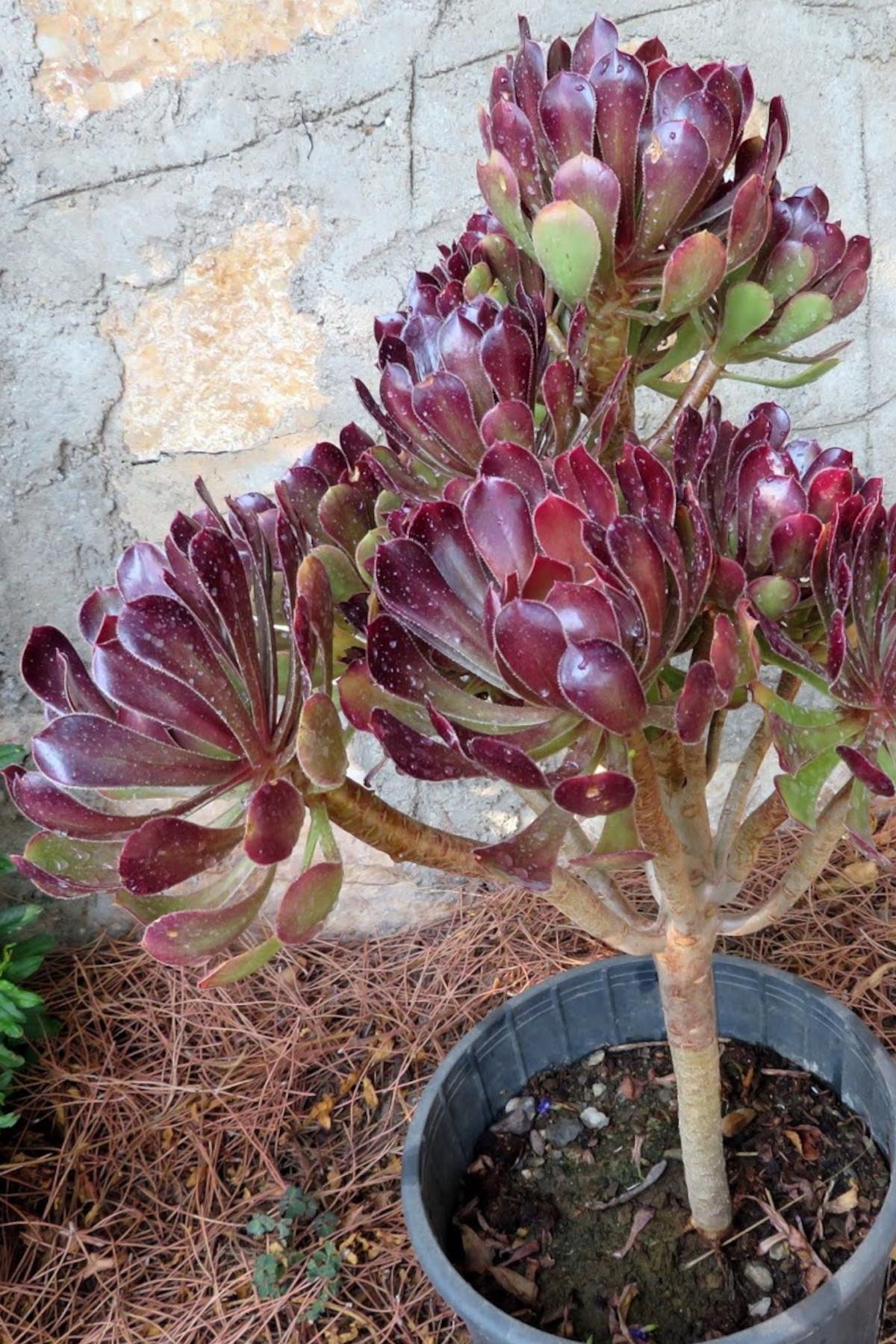 Aeonium arborea Atropurpureum Ağaçsı Aenyum fidesi