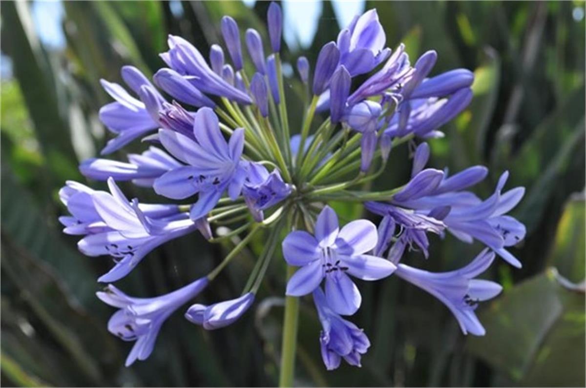 Agapanthus Blue Afrika zambağı Agapantus fidesi