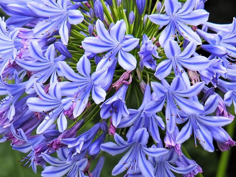 Agapanthus Charlotte Afrika zambağı Agapantus fidesi
