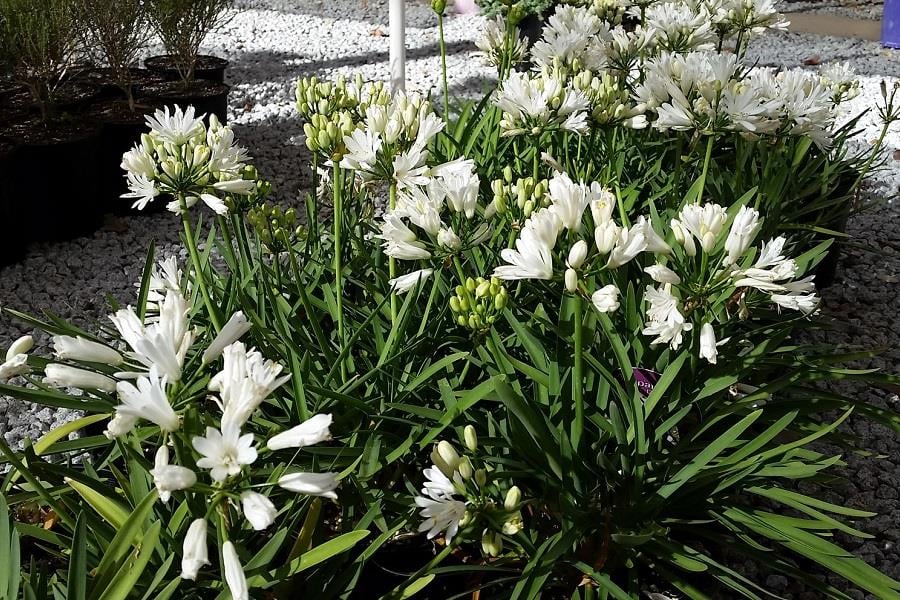 Agapanthus double diamond Afrika zambağı Agapantus fidesi