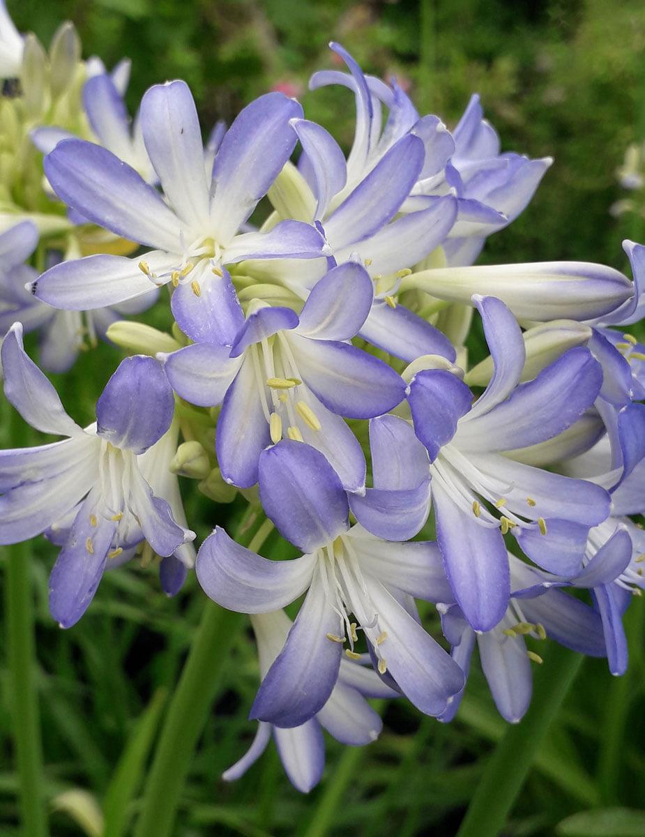 Agapanthus Sea Breeze Afrika zambağı Agapantus fidesi