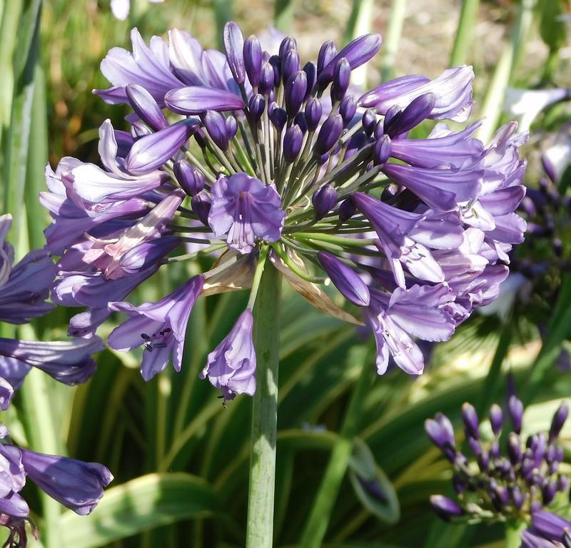 Agapanthus STAR Poppin Purple Afrika zambağı Agapantus fidesi