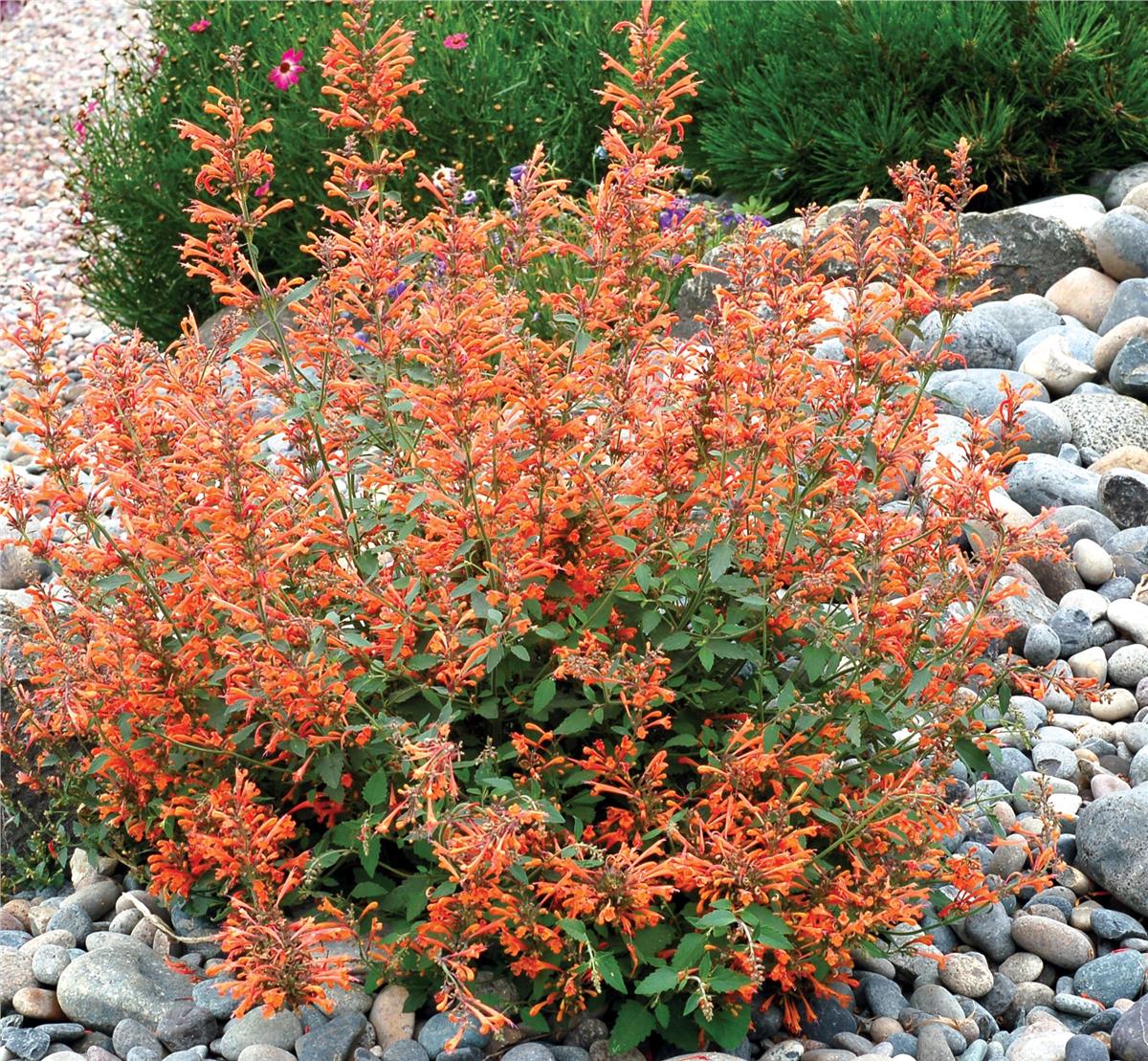 Agastache kudos Mandarin Kavuniçi züfa otu fidesi