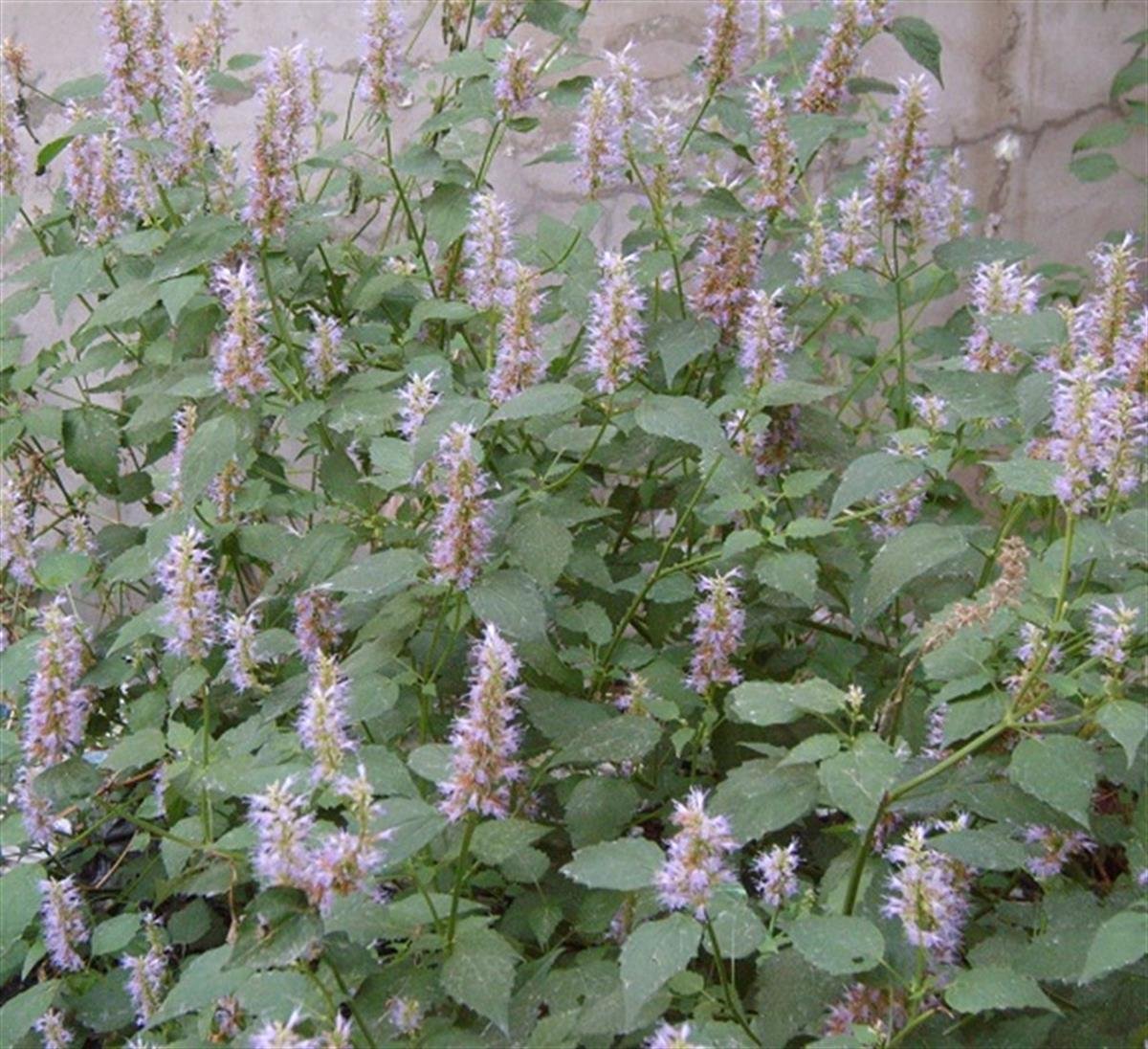 Agastache rugosa Kore Nanesi fidanı