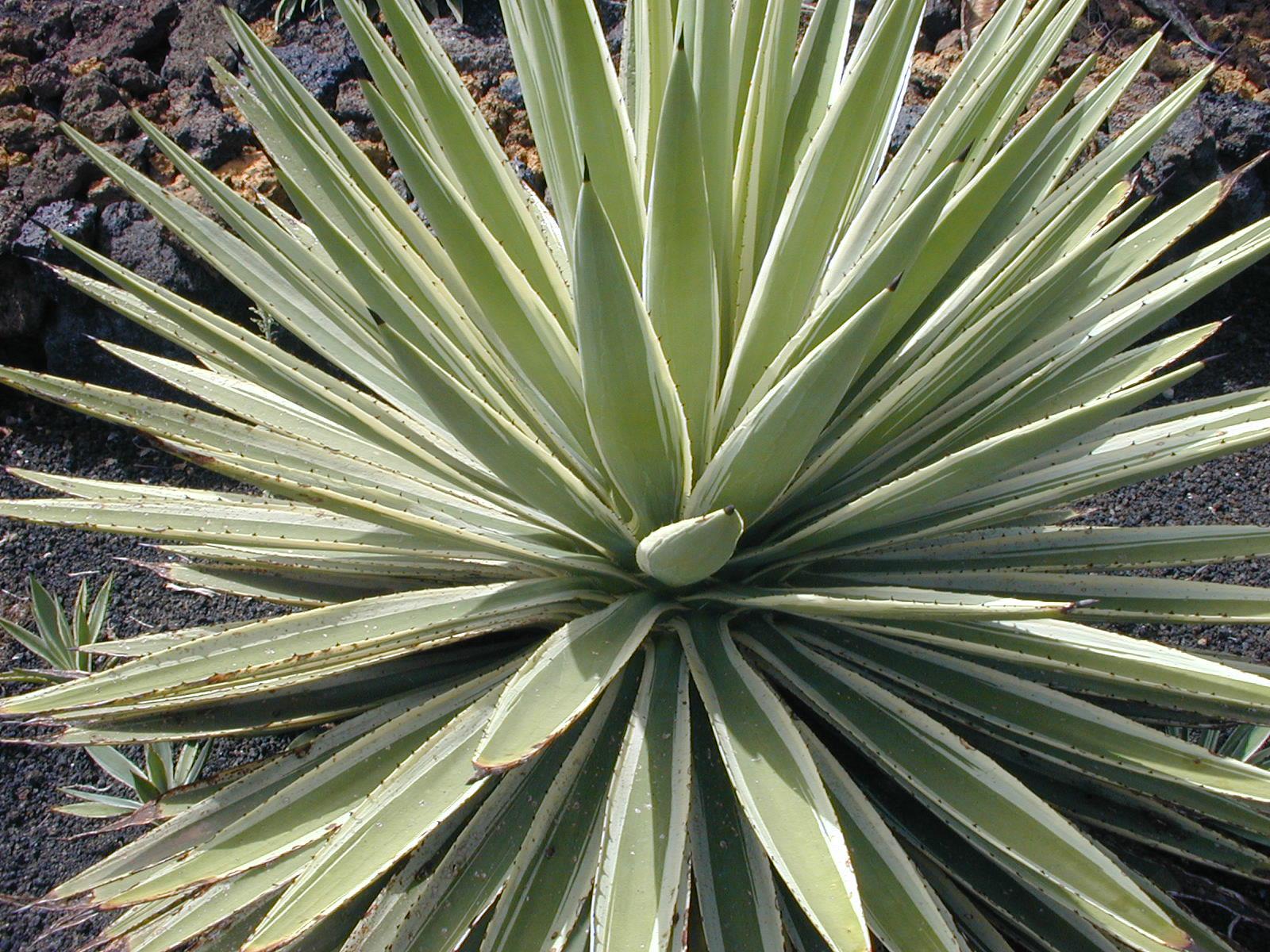 Agave angustifolia variegata alacalı dar yapraklı sabırlık