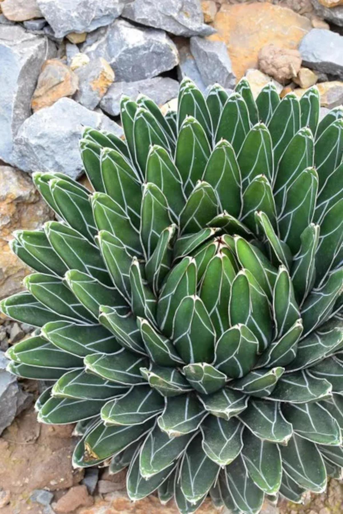 Agave victoriae Reginae Kraliçe Viktorya Sabırlığı