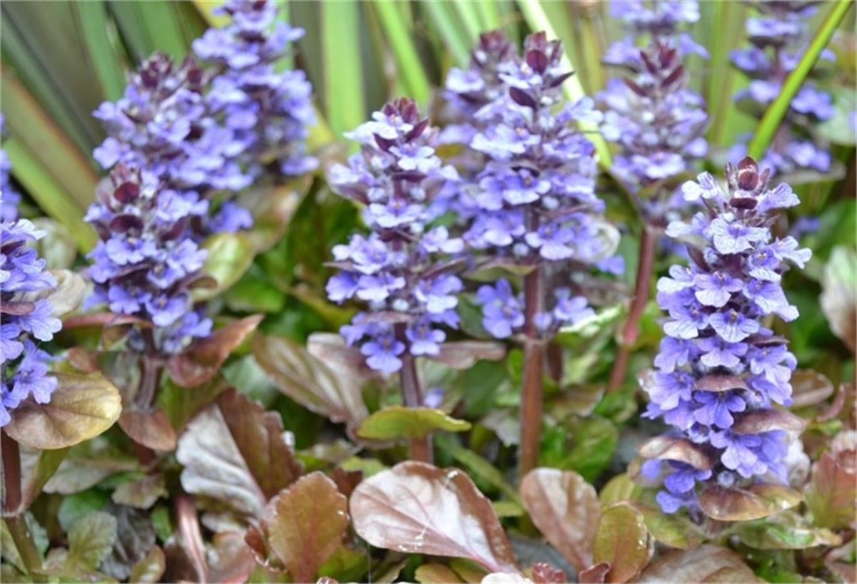 Ajuga reptans Atropurpurea kırmızı yapraklı mayasıl otu fidesi