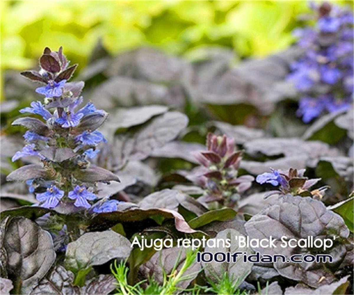 Ajuga reptans Black Scallop Mayasıl Otu fidesi