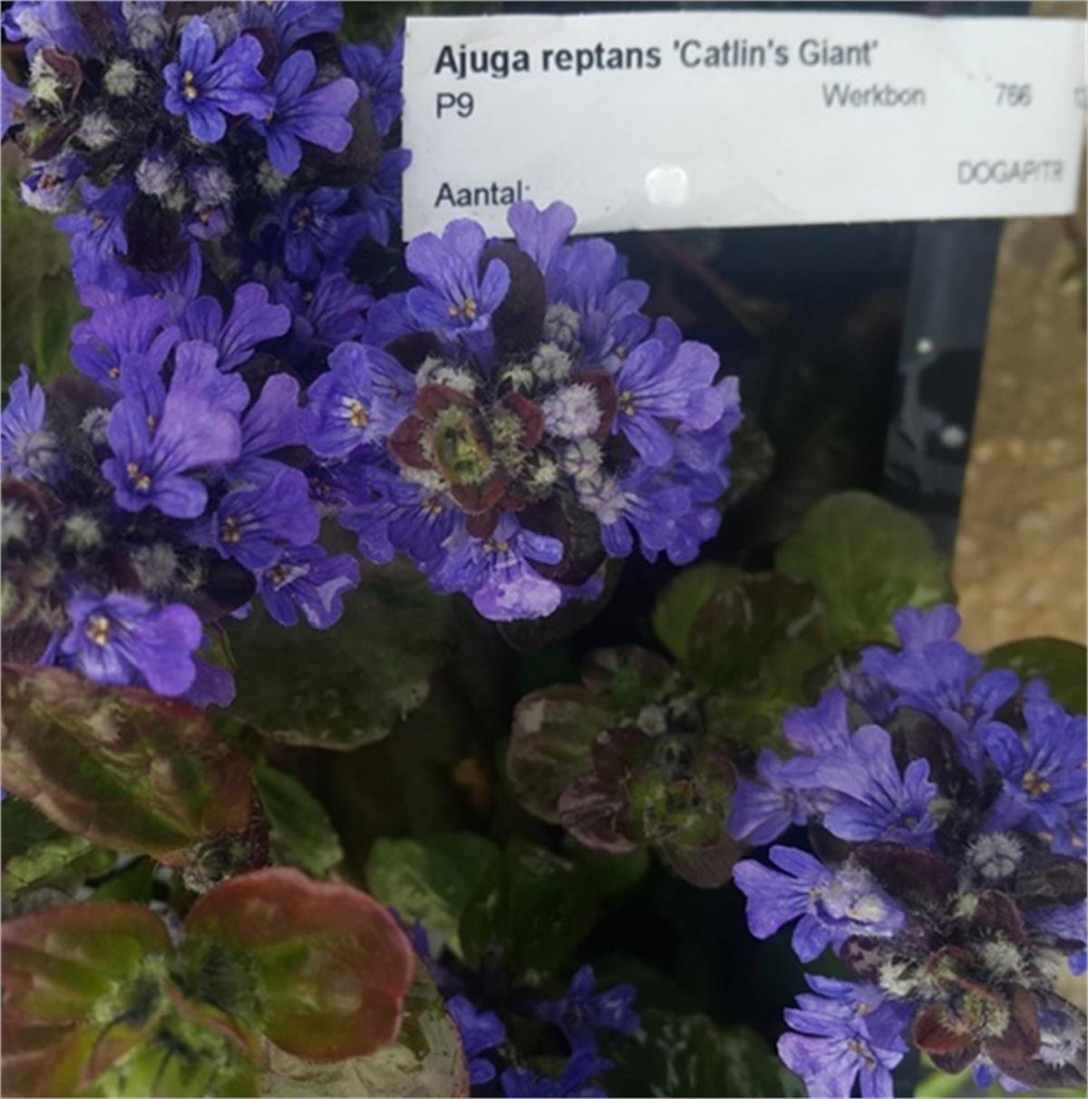 Ajuga reptans Catlins Giant büyük yapraklı mayasıl otu fidesi