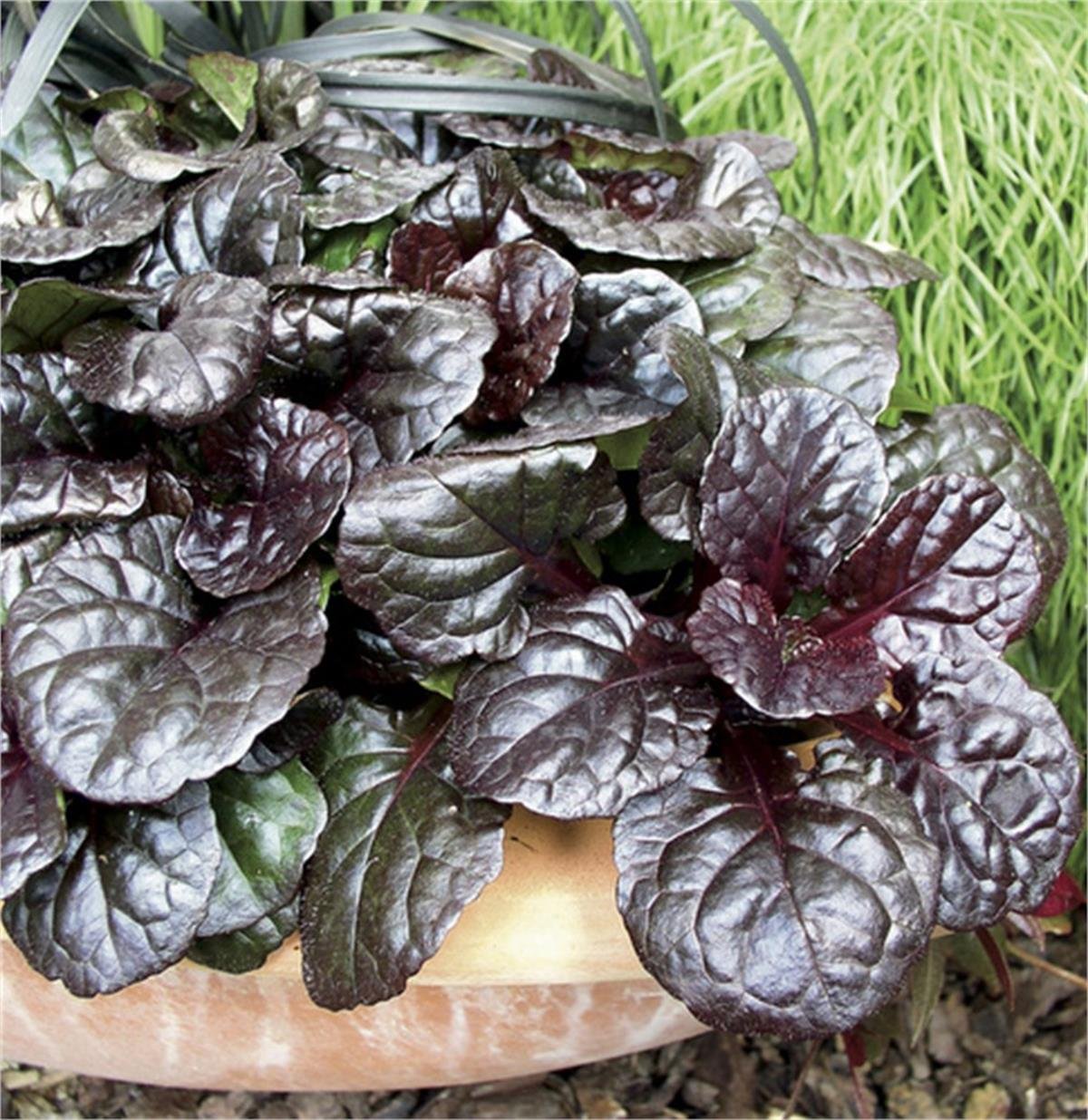 Ajuga reptans Catlins Giant büyük yapraklı mayasıl otu fidesi