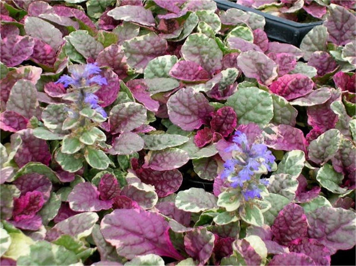 Ajuga reptans Multicolor Alacalı Mayasıl Otu fidesi