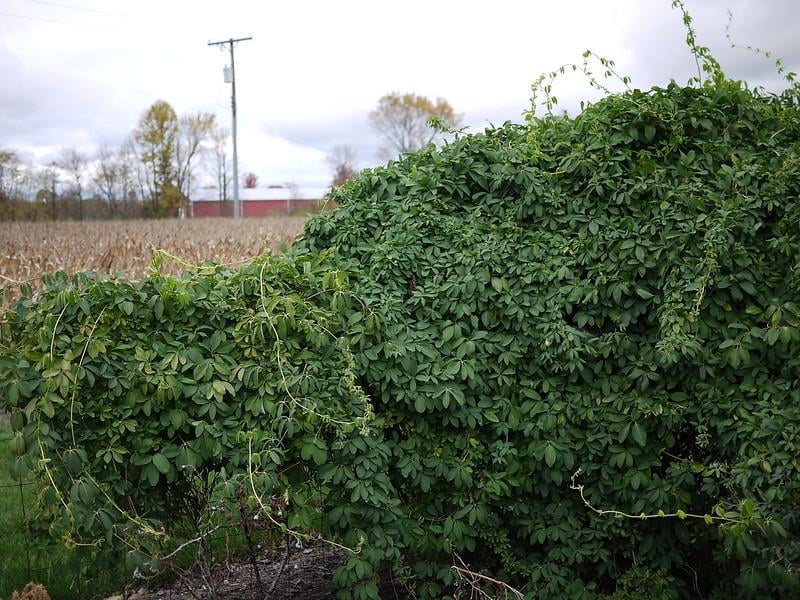 Akebia quinata Alba Beyaz Çikolata sarmaşığı fidanı
