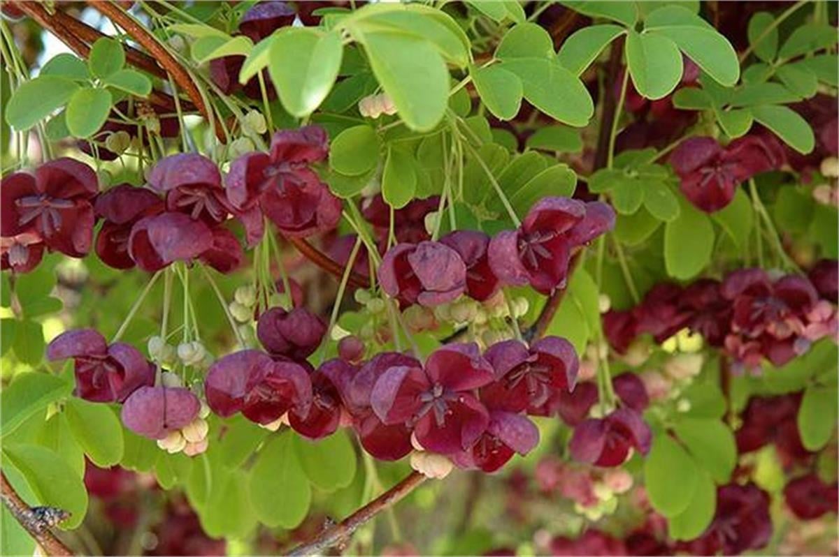Akebia quinata Çikolata sarmaşığı fidanı