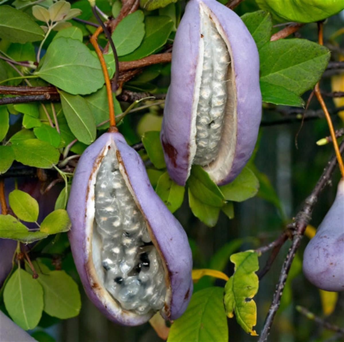 Akebia quinata Çikolata sarmaşığı fidanı