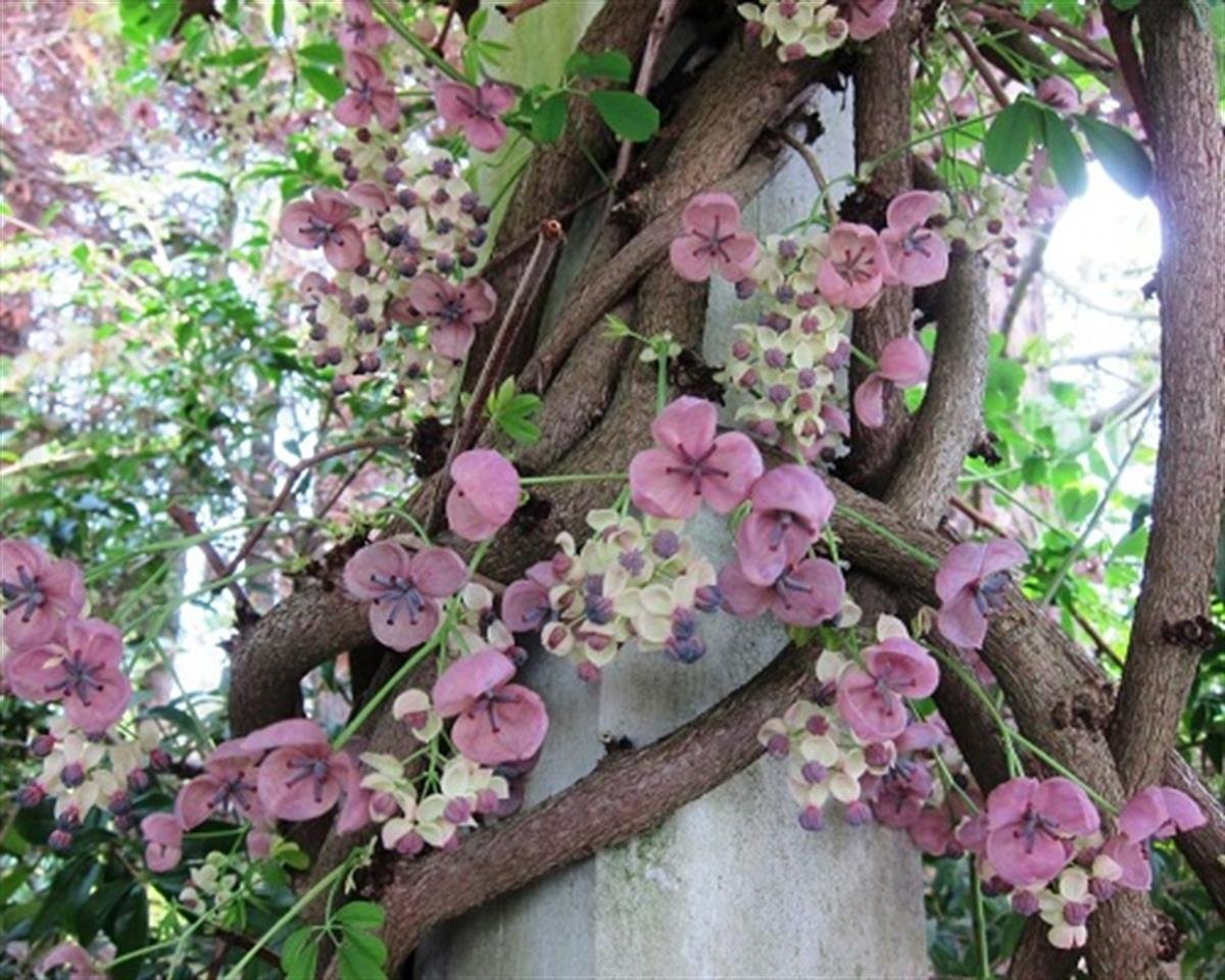 Akebia quinata Silver Bell Pembe Çiçekli Çikolata Sarmaşığı fidanı