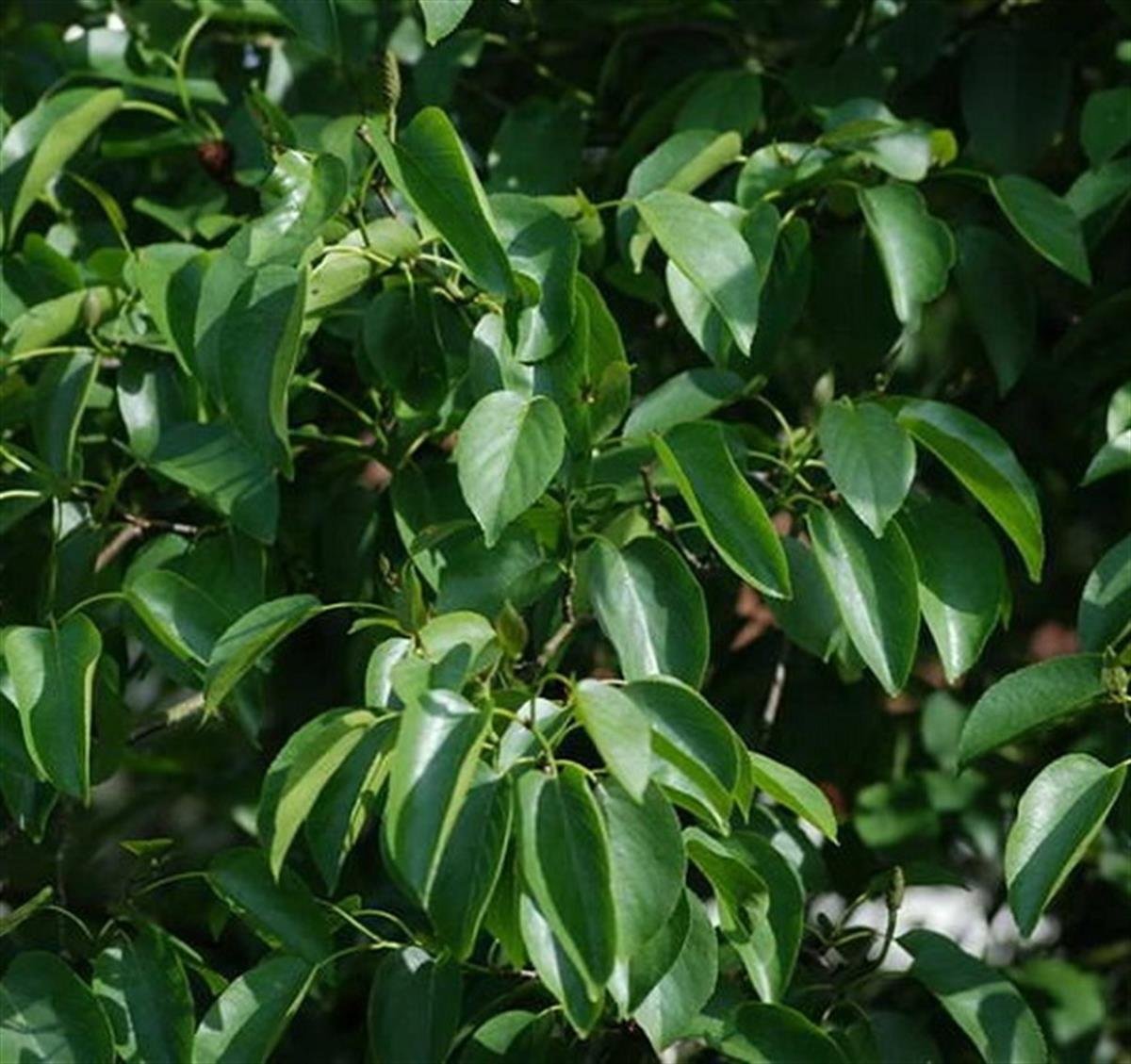 Alnus cordata Kızılağaç fidanı