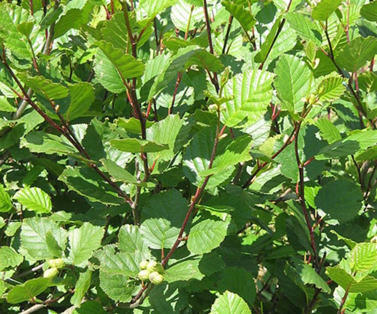 Alnus viridis Yeşil Kızılağaç fidanı