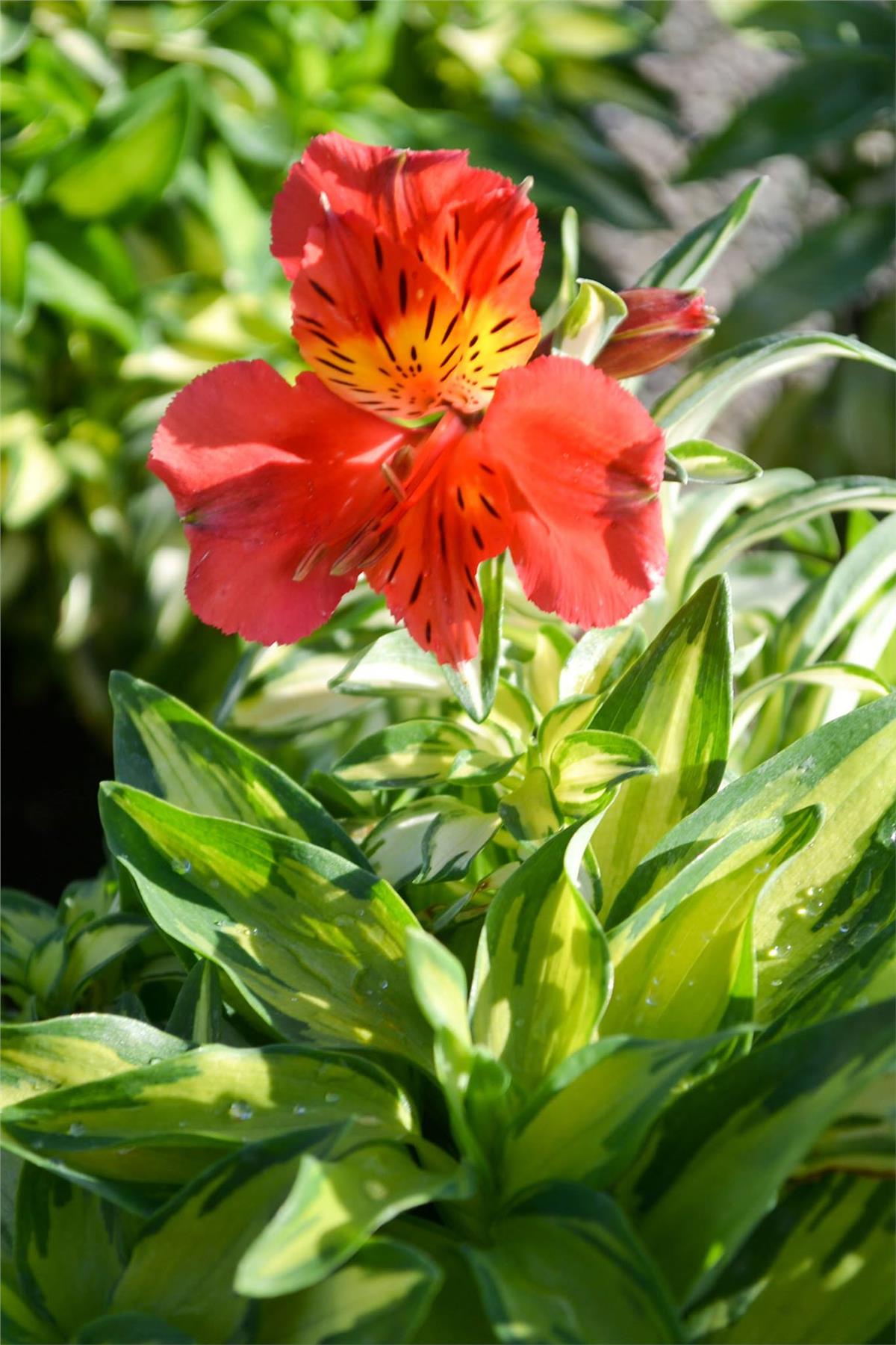 Alstroemeria Little Miss Zoé Peru zambağı fidesi
