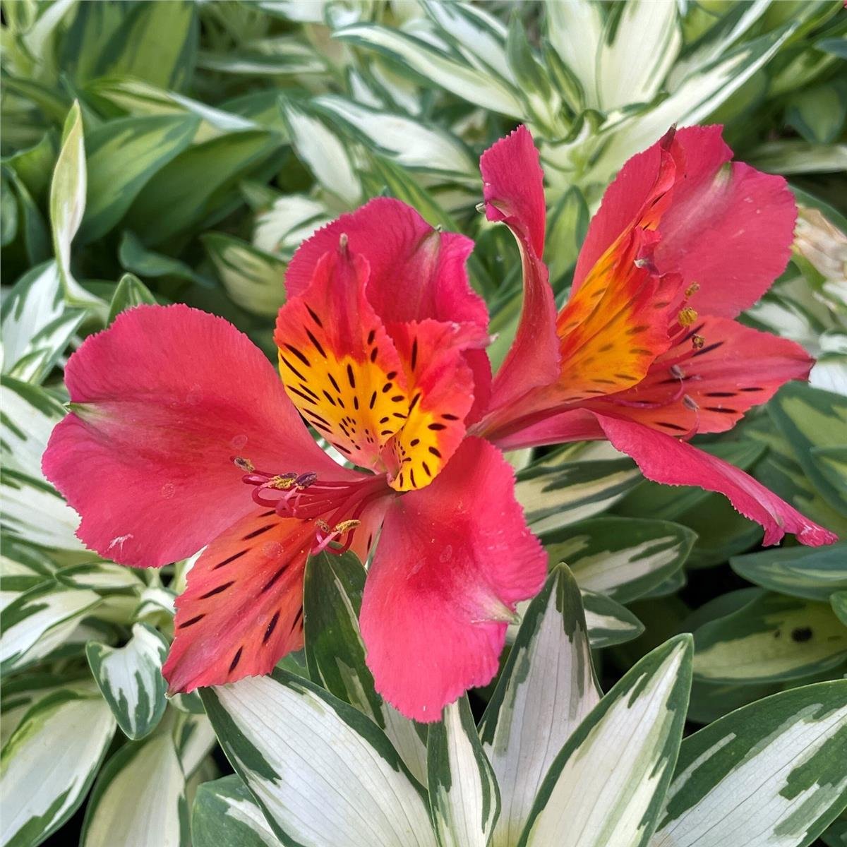 Alstroemeria Little Miss Zoé Peru zambağı fidesi