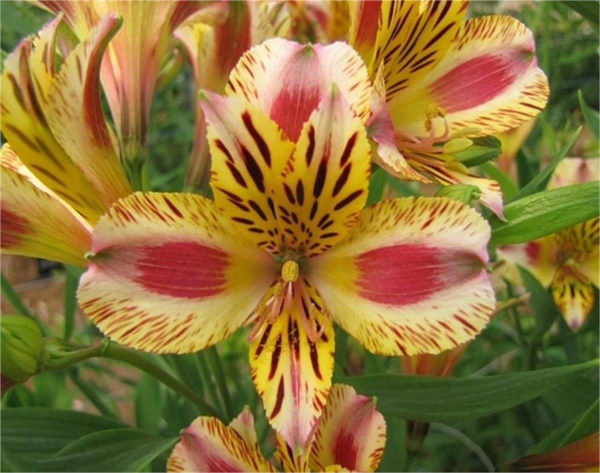 Alstroemeria Marguerite Peru zambağı fidesi