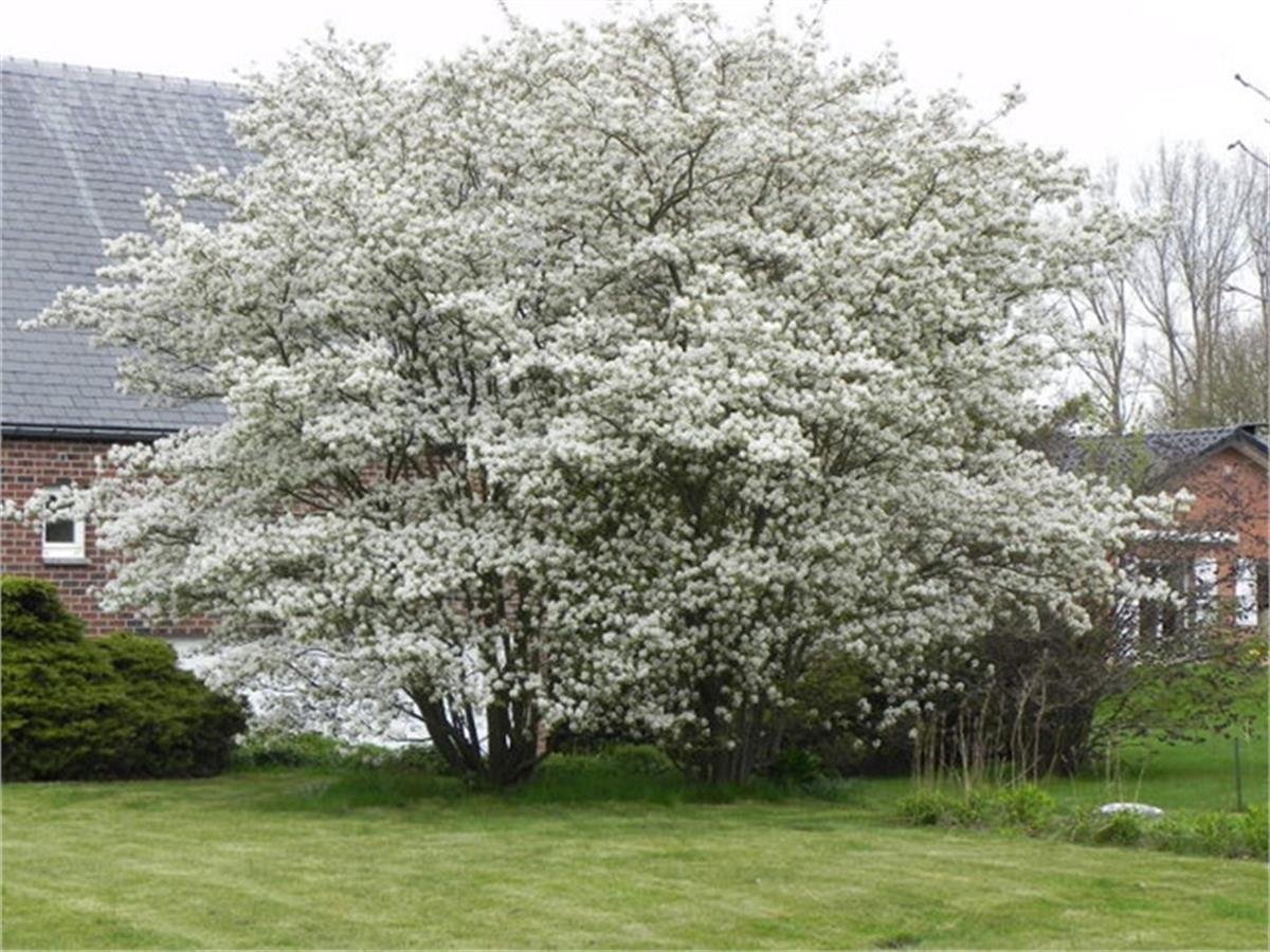 Amelanchier lamarckii Saskatoon Berry taş armutu fidanı