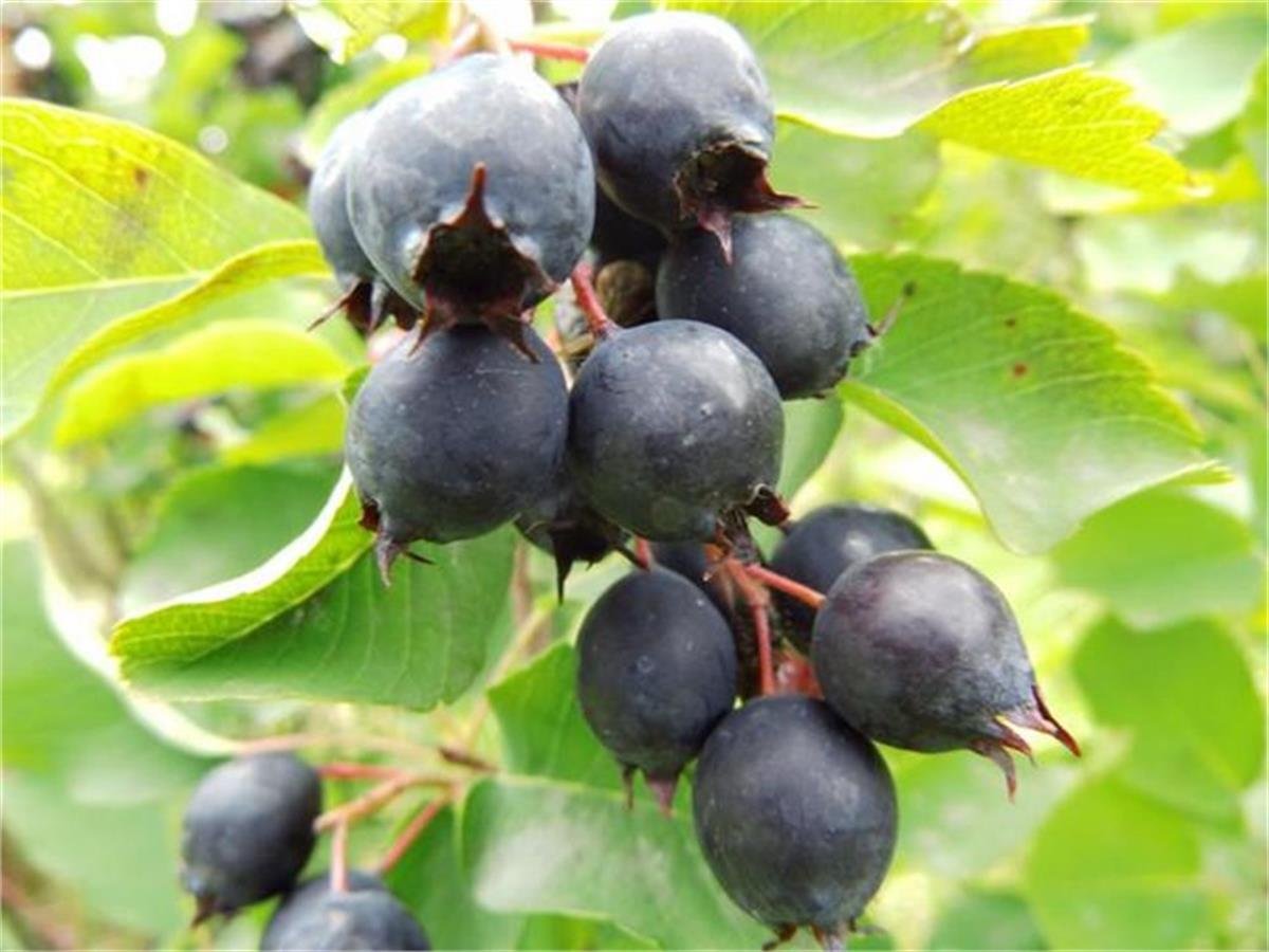 Amelanchier rotundifolia Saskatoon Berry Bodur taş armudu fidanı