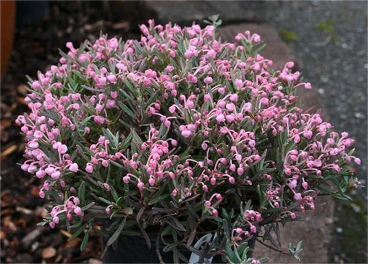 Andromeda polifolia Blue Ice Zehirli biberiye fidanı