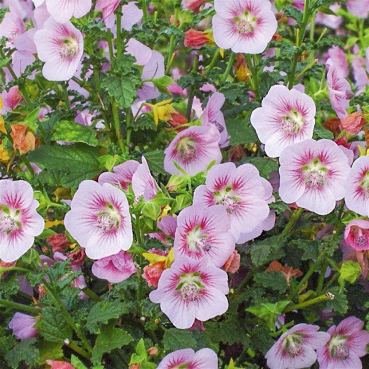 Anisodontea scabrosa Miss Pinky Güney Afrika Ebegümeci Fidanı
