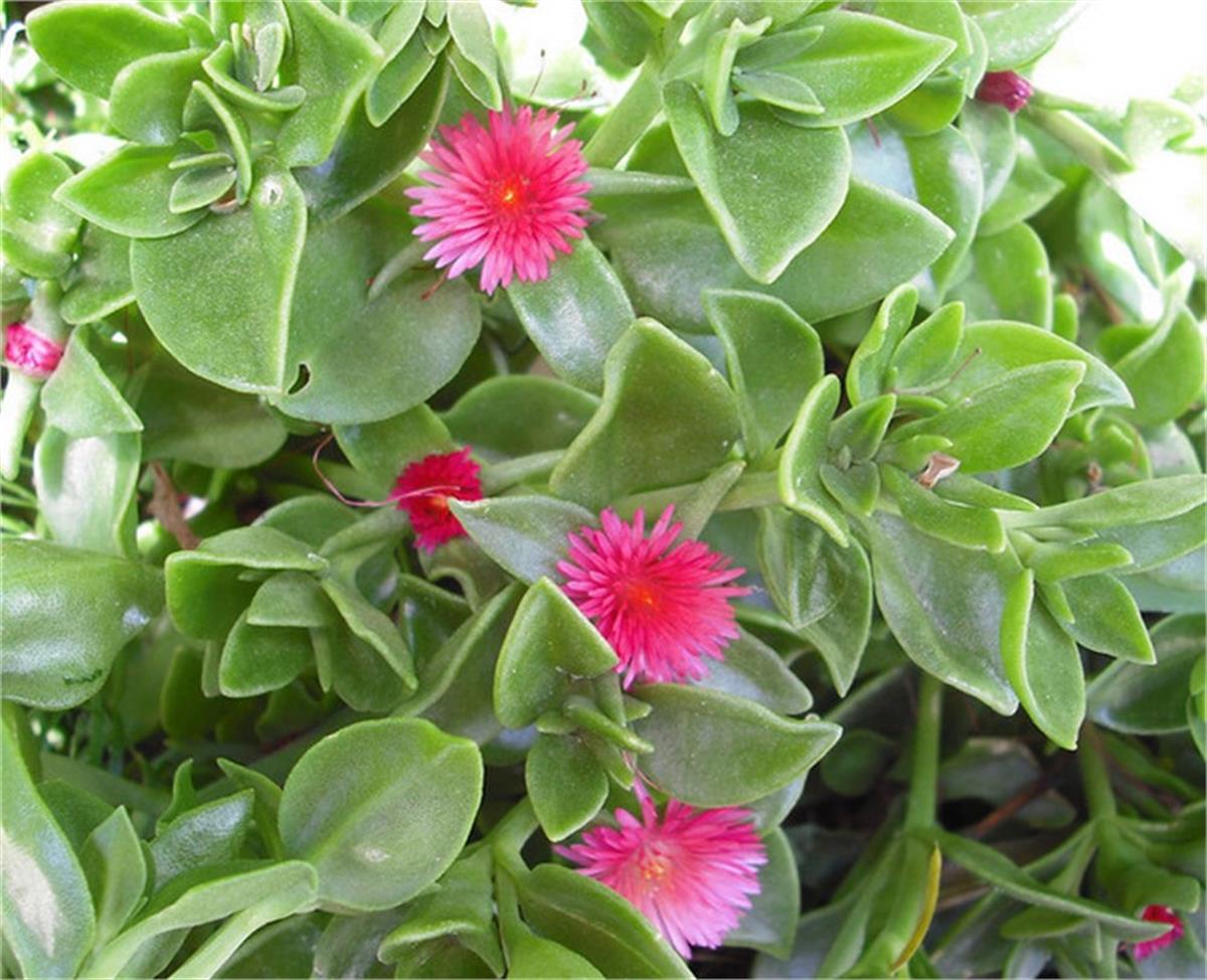 Aptenia cordifolia Buz çiçeği