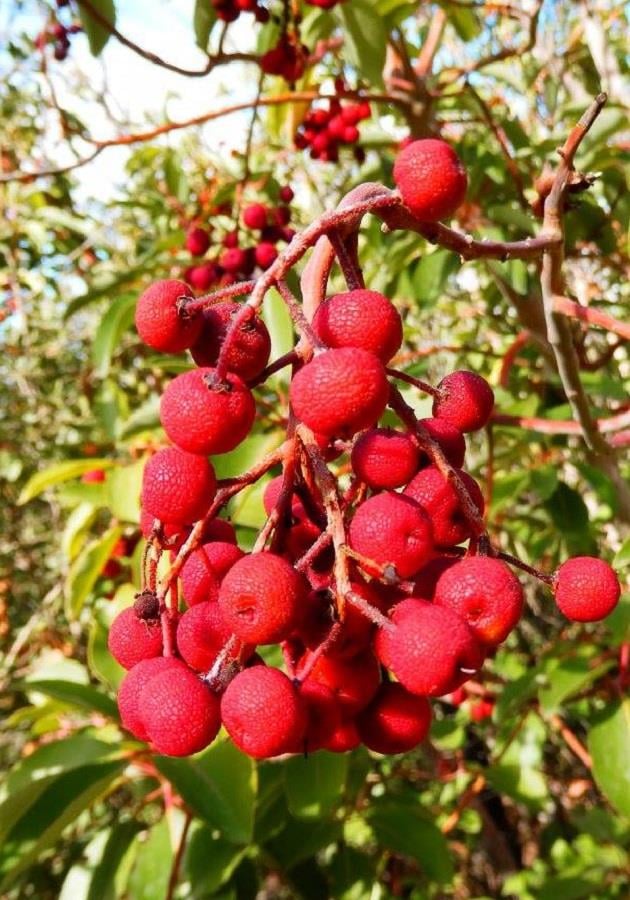 Arbutus andrachne Sandal Ağacı