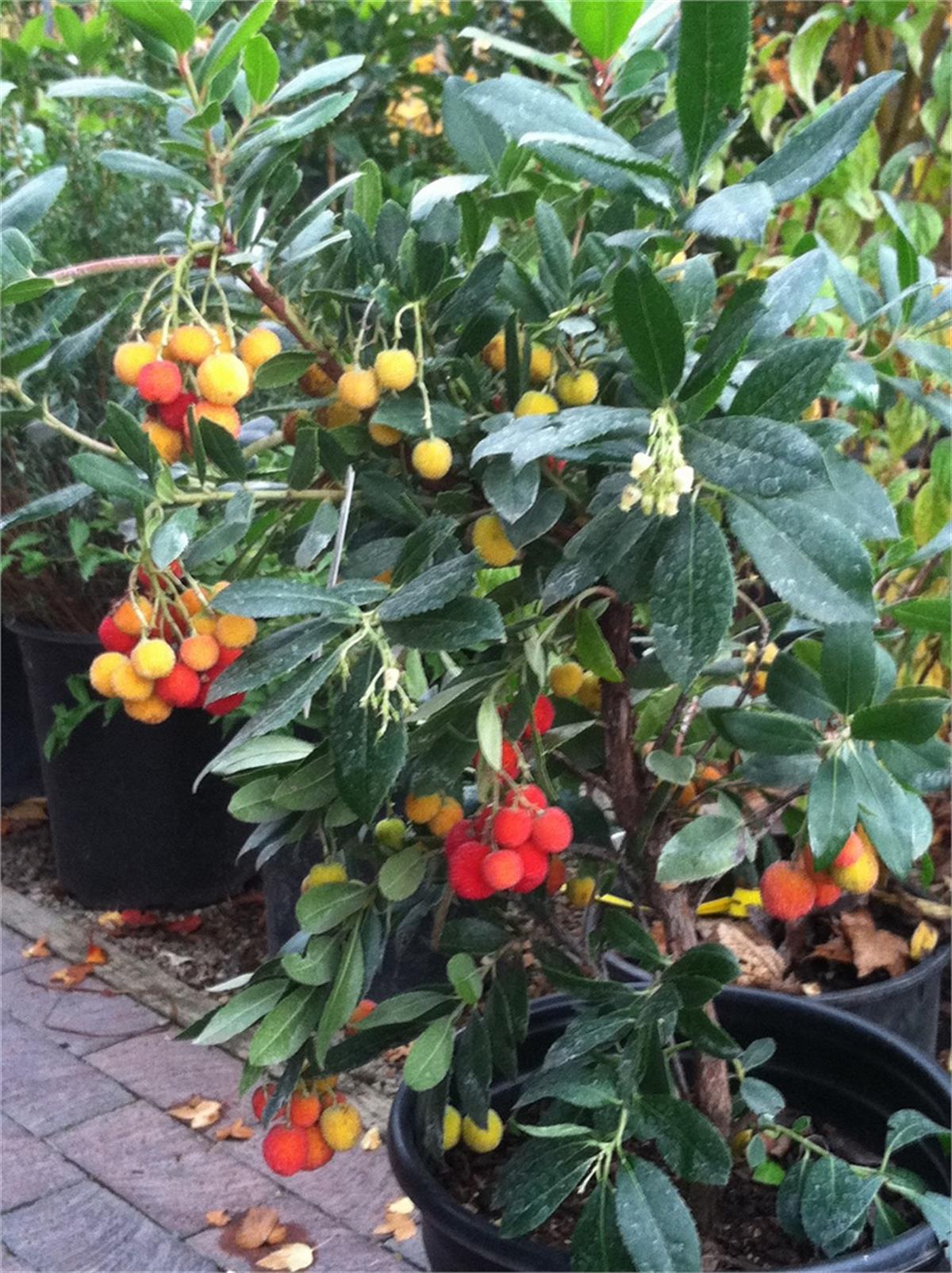 Arbutus unedo Comp. Bodur Ağaç Çileği Kocayemiş fidanı